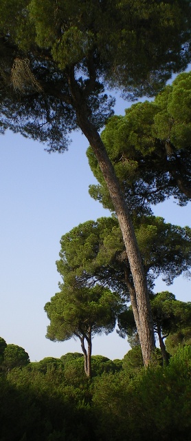 pino piñonero, al lado del Río Guadalquivir, Doñana
